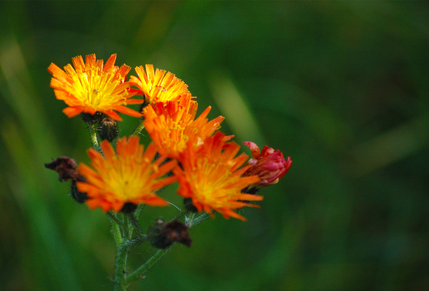 Orange with a hint of green.