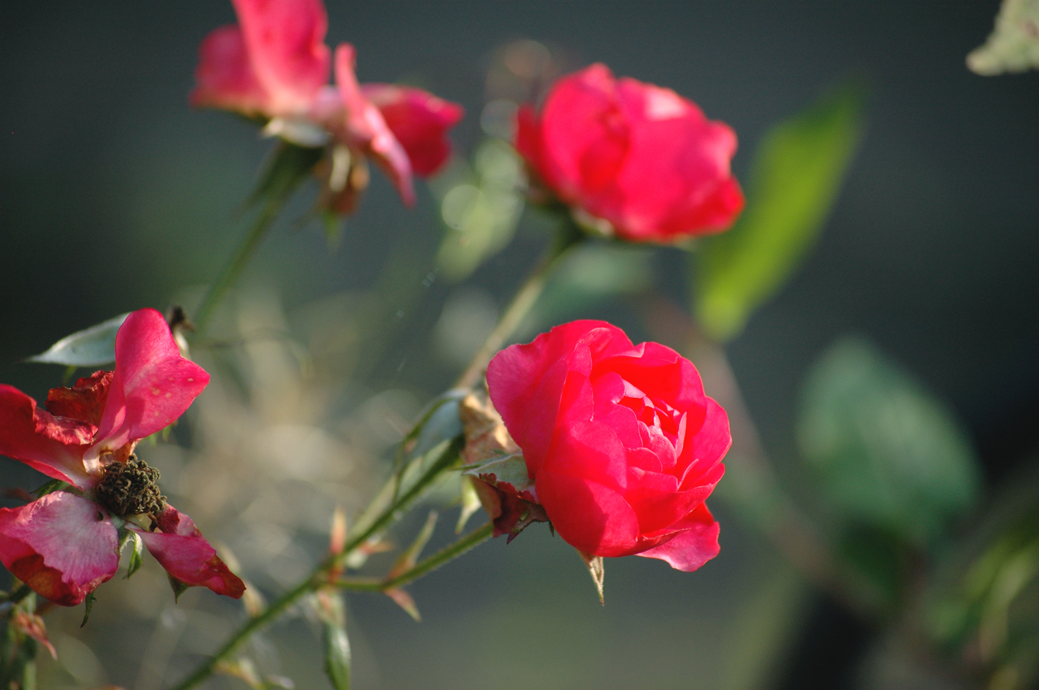 rose