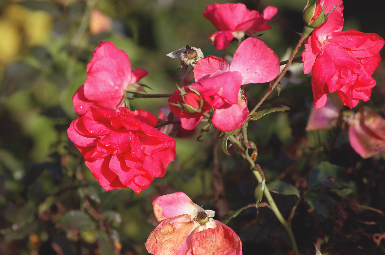 roses