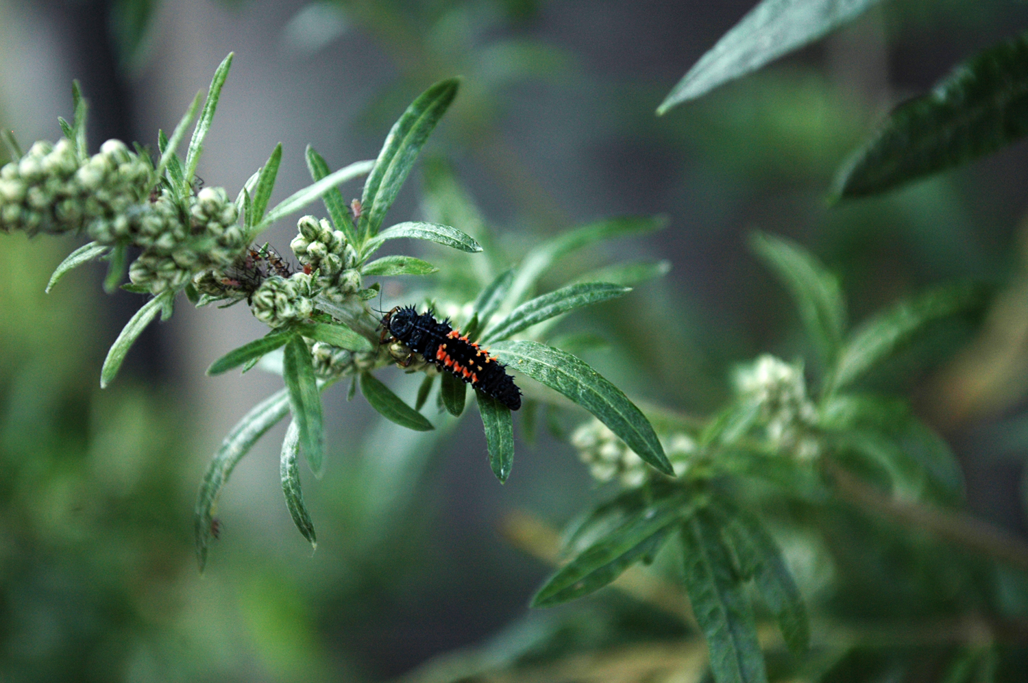 Caterpillar