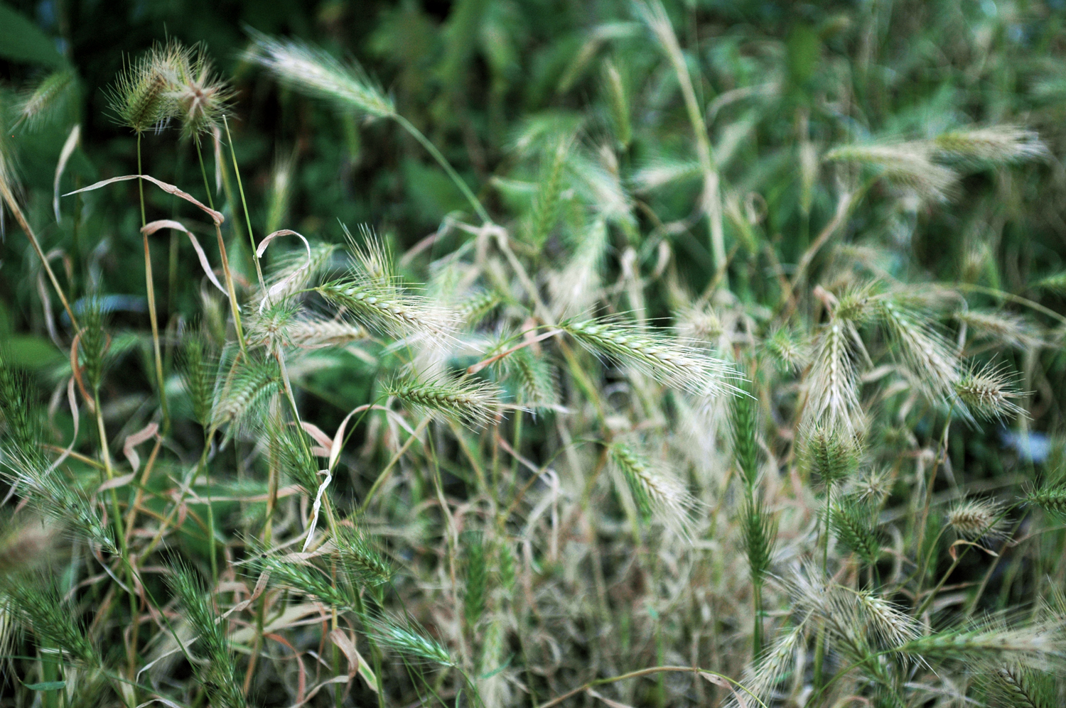 Wheat