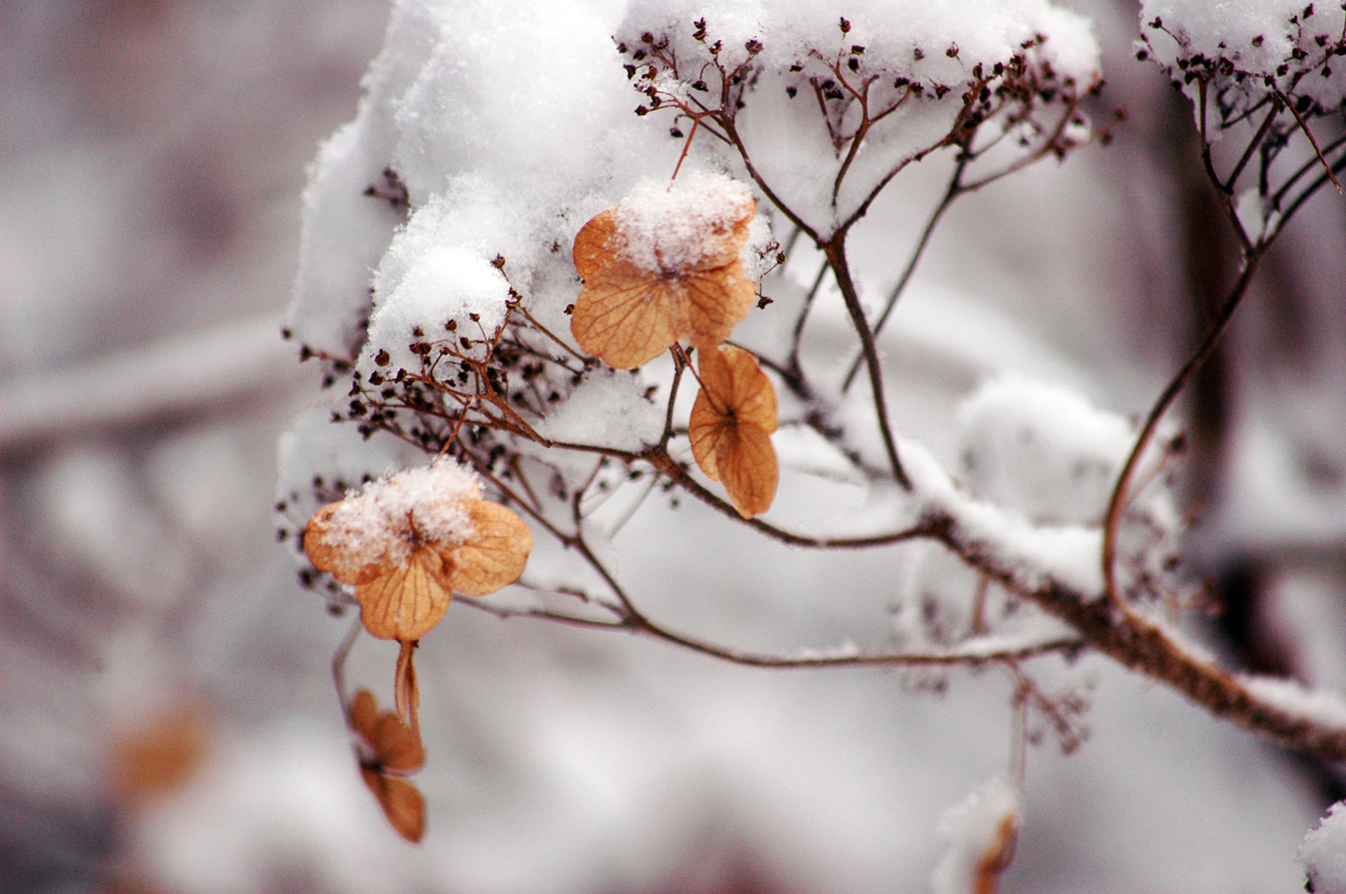 WinterDream02