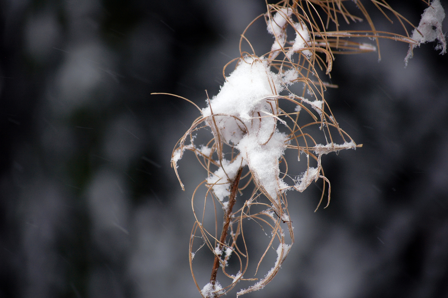 WinterDream01